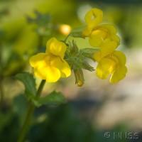 Monkey Flower